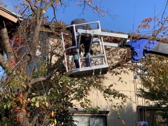 桜の木伐採