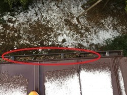 雨樋の清掃、笹の葉