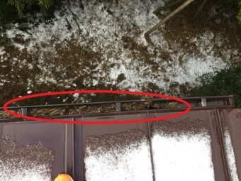 雨樋の清掃、笹の葉