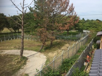 松の木 葉