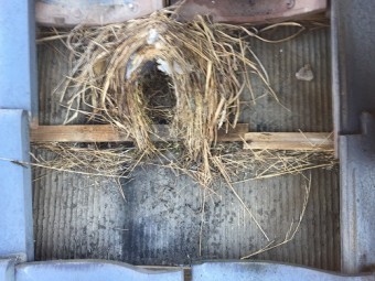 鳥の巣 瓦下 巣立ち後