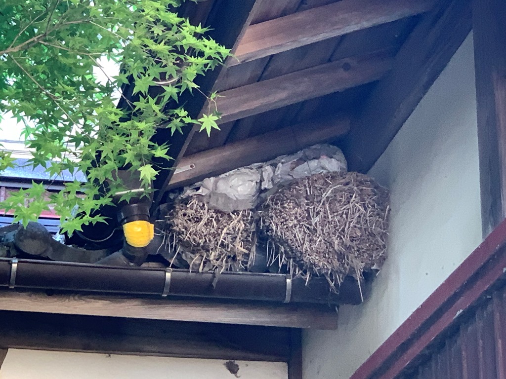 三条市にて軒下に鳥の巣が2つもあるので何とかしたいとご相談を頂きました
