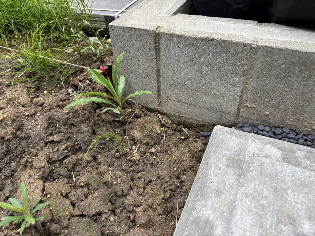 既存ブロック際の地面