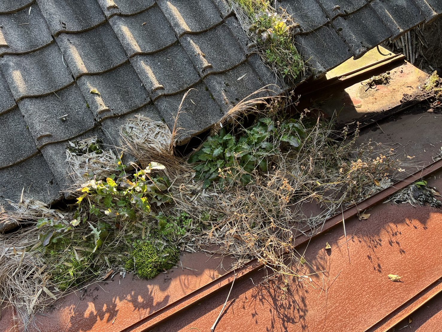 瓦屋根と板金屋根の境目に草木が堆積