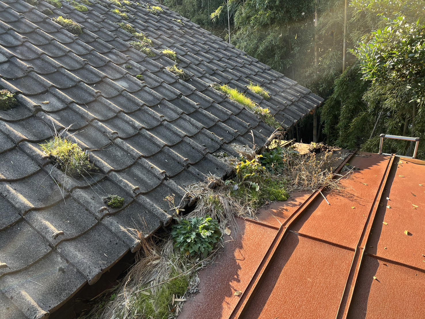 草木・コケ付着屋根清掃前