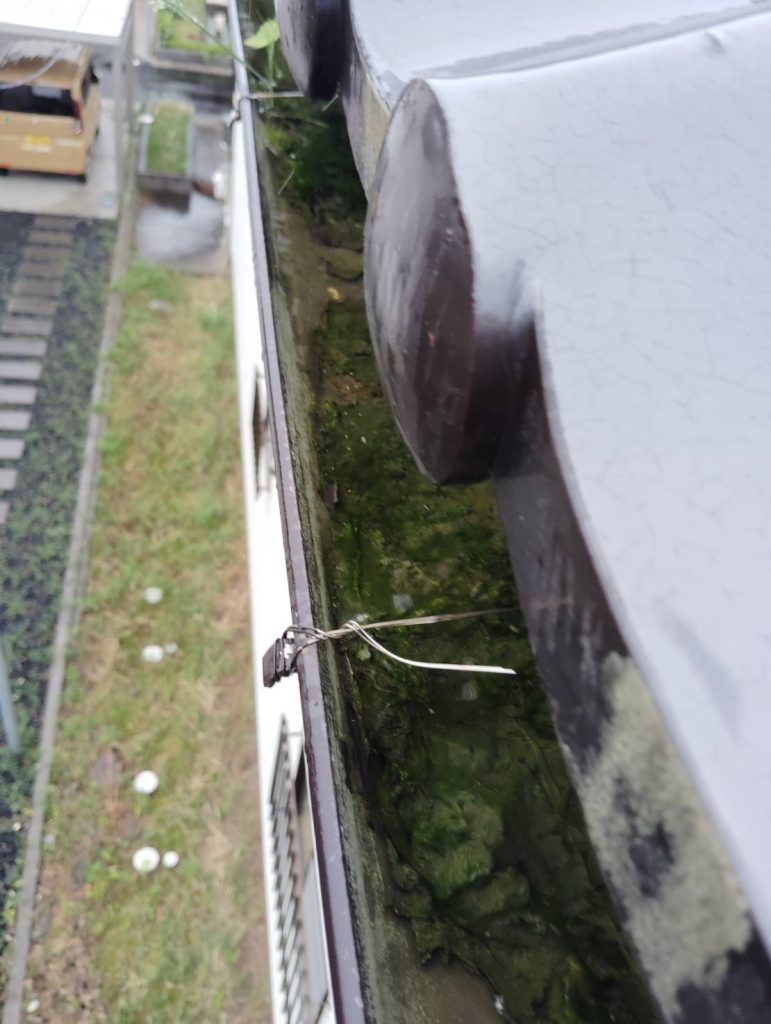軒樋内のコケ堆積